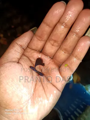 Black Moscow Guppy Fish