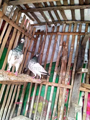 টেডি ডাবওয়ালা নর কবুতর চার পিস সেল