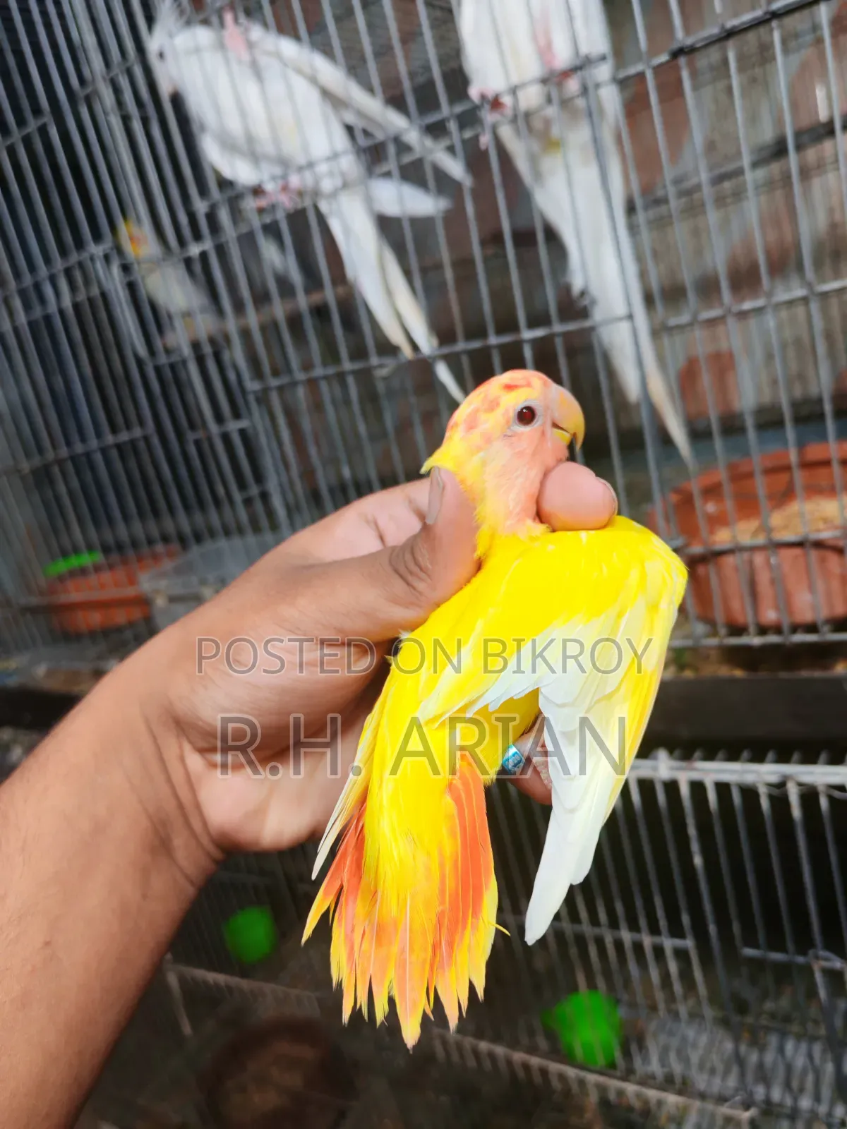 টপ কোয়ালিটি লাভবার্ড