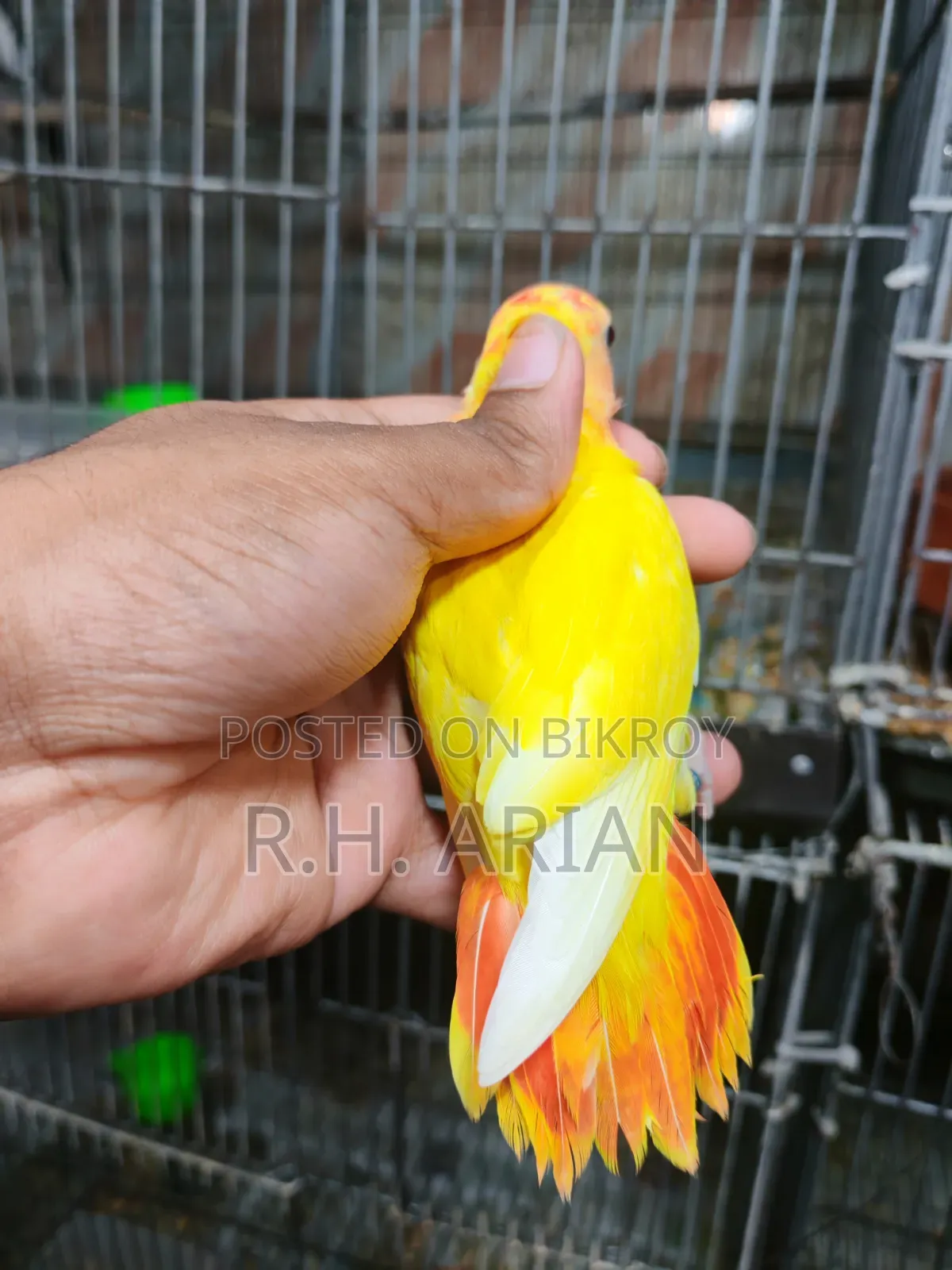 টপ কোয়ালিটি লাভবার্ড