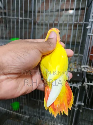 টপ কোয়ালিটি লাভবার্ড