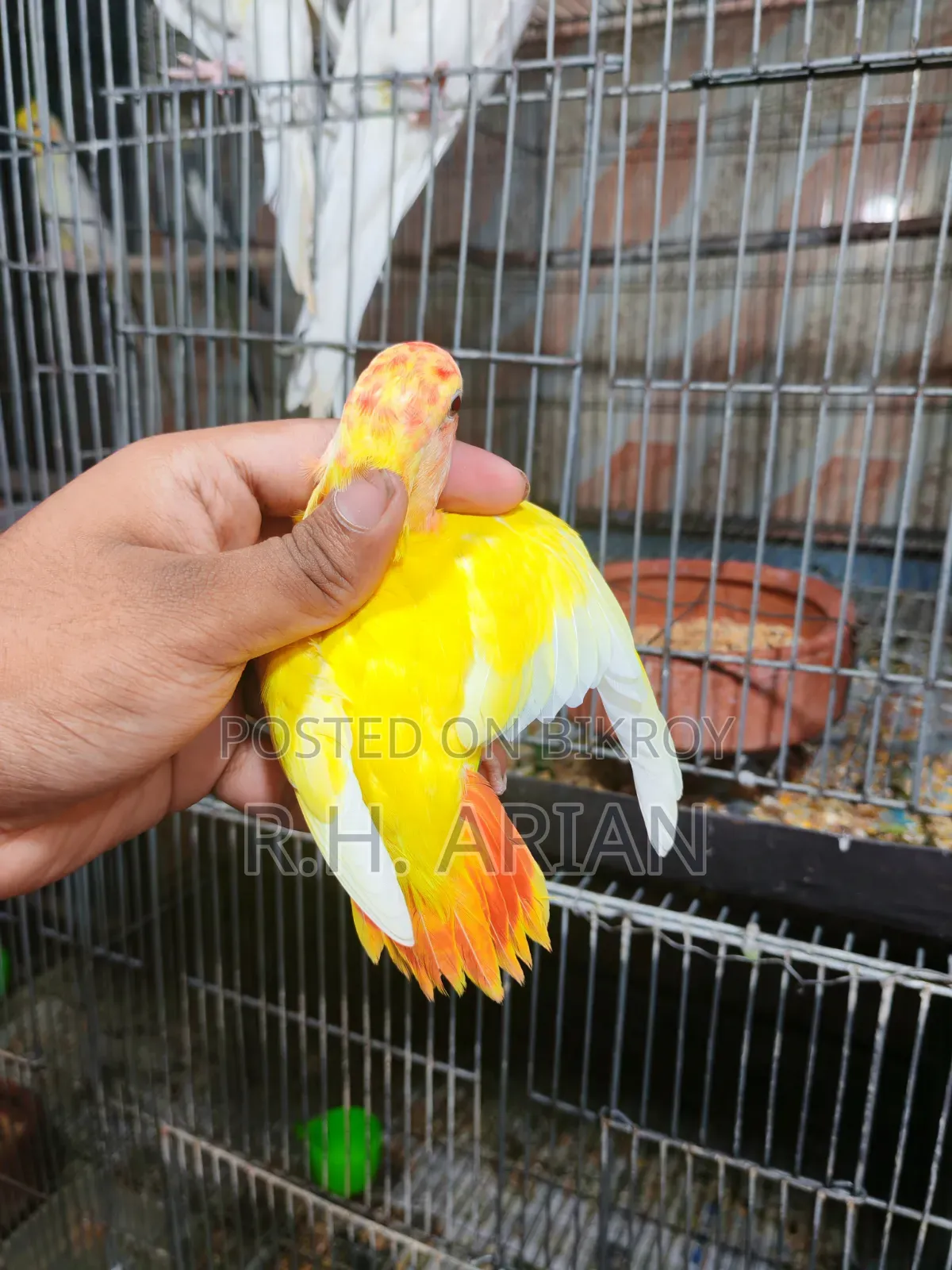 টপ কোয়ালিটি লাভবার্ড