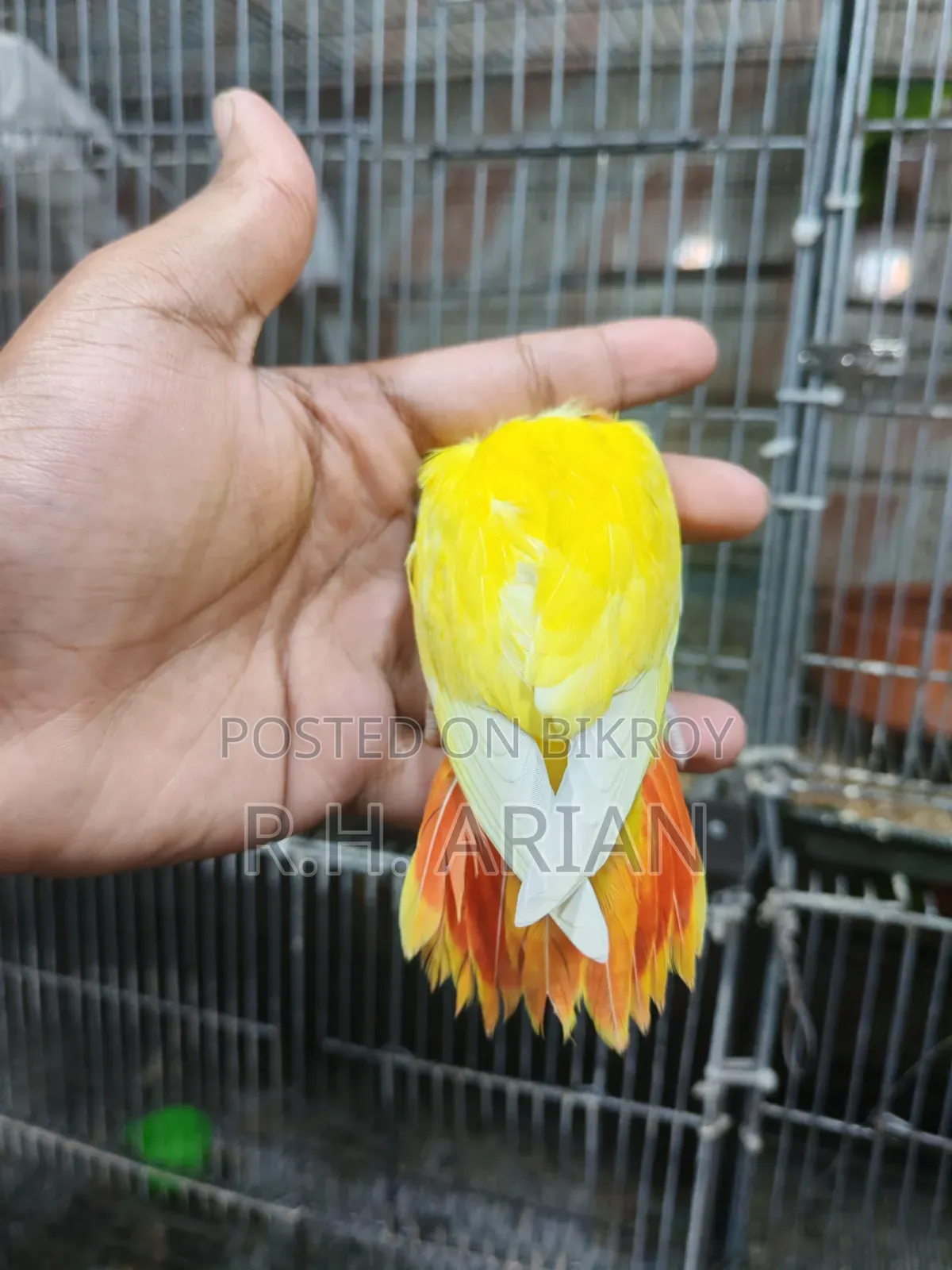 টপ কোয়ালিটি লাভবার্ড