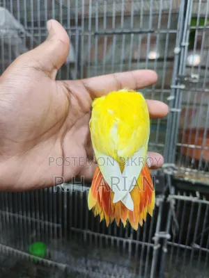 টপ কোয়ালিটি লাভবার্ড