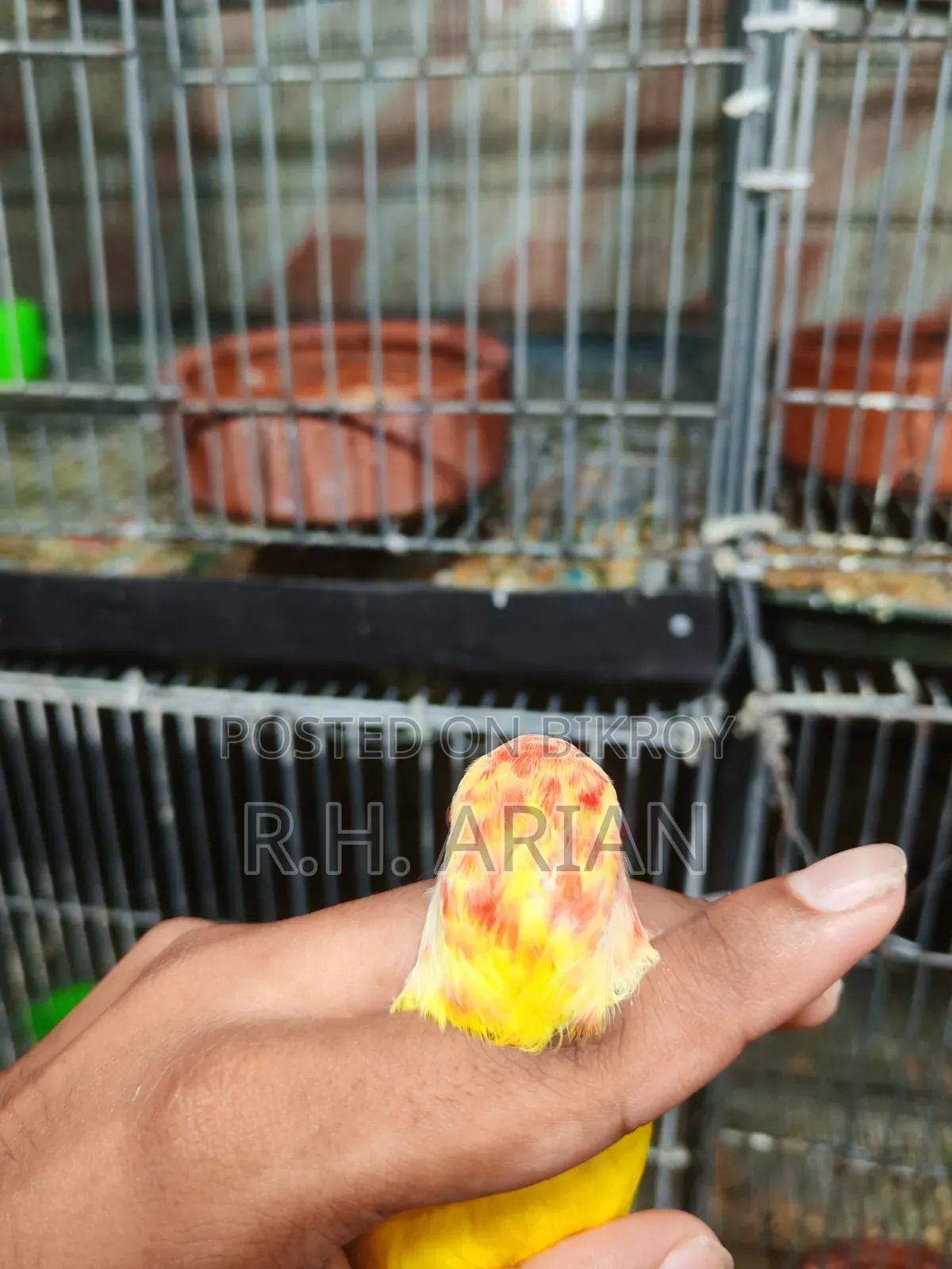 টপ কোয়ালিটি লাভবার্ড