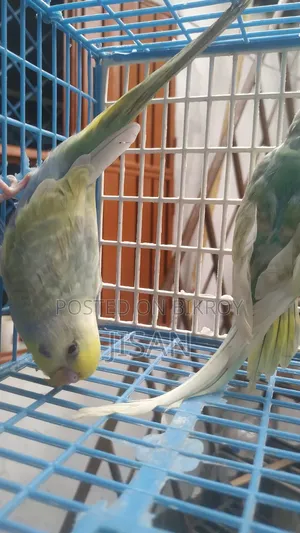 Rainbow Budgrigar Birds