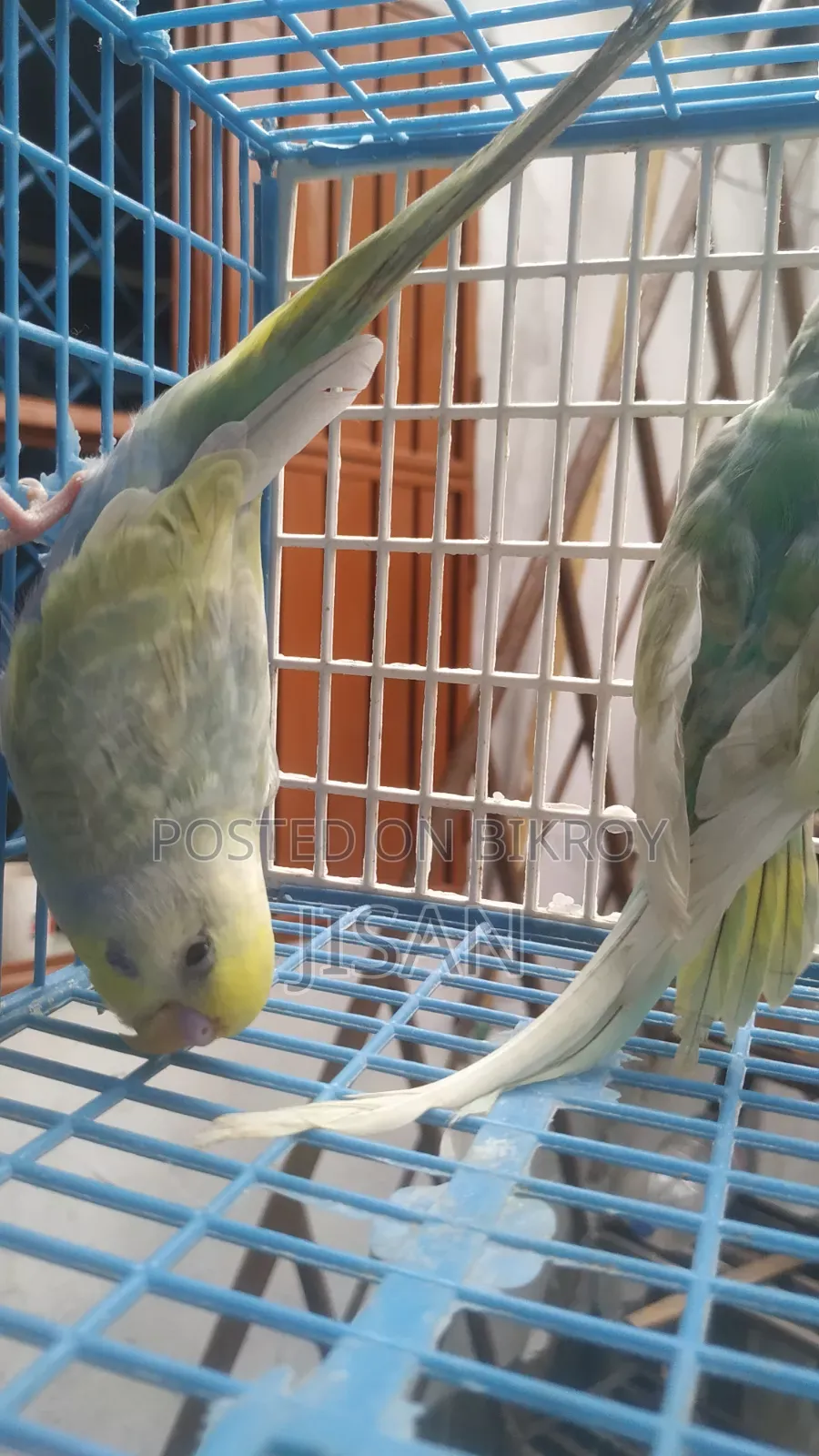 Rainbow Budgrigar Birds
