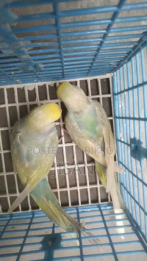 Rainbow Budgrigar Birds