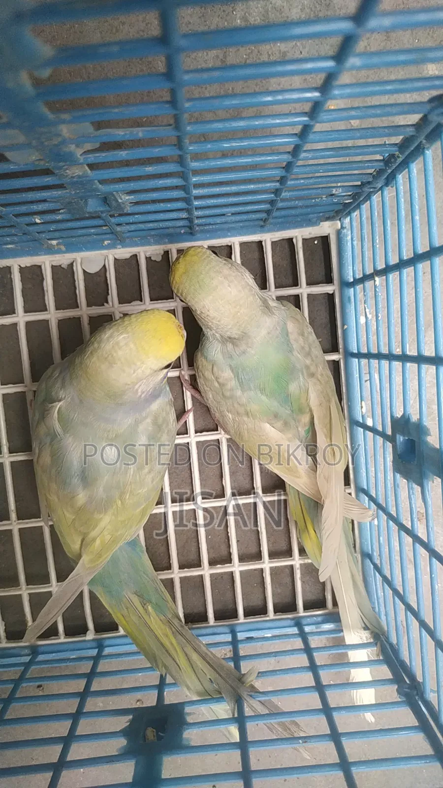 Rainbow Budgrigar Birds