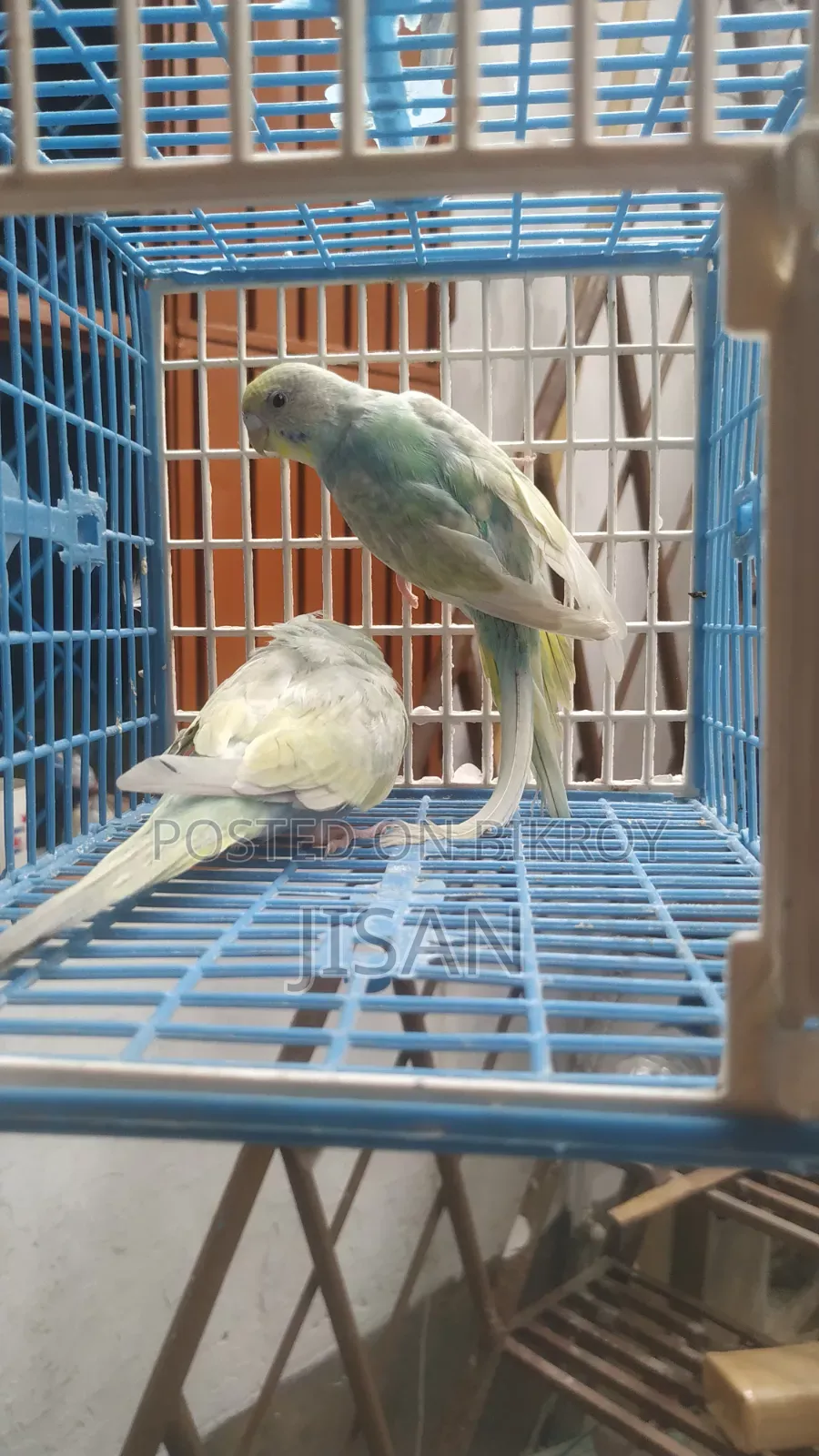 Rainbow Budgrigar Birds