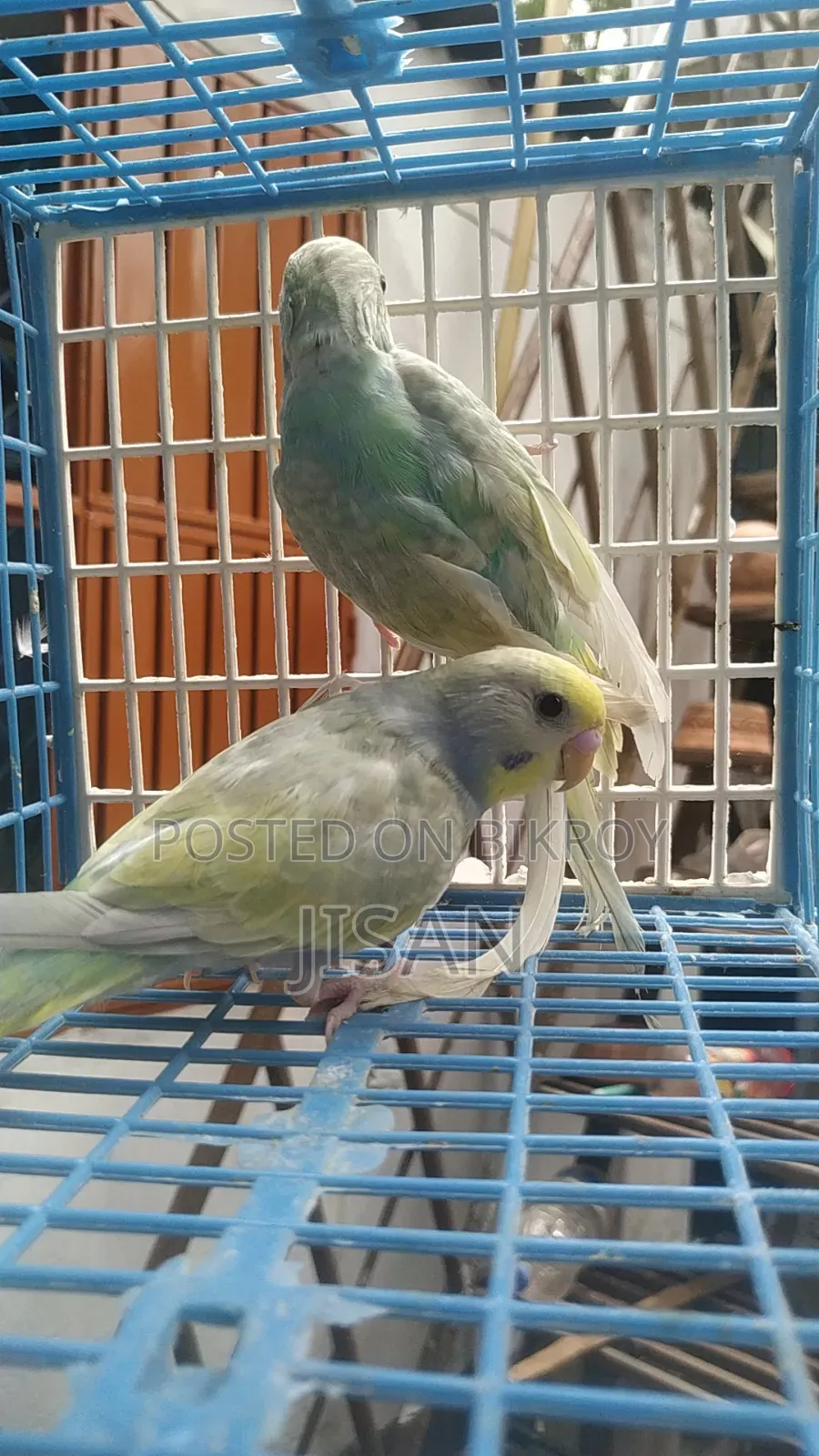 Rainbow Budgrigar Birds