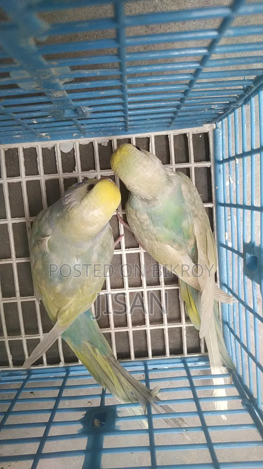Rainbow Budgrigar Birds