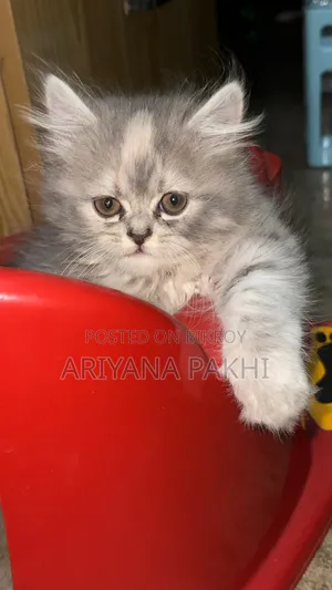 1-3 Months Male Purebred Persian