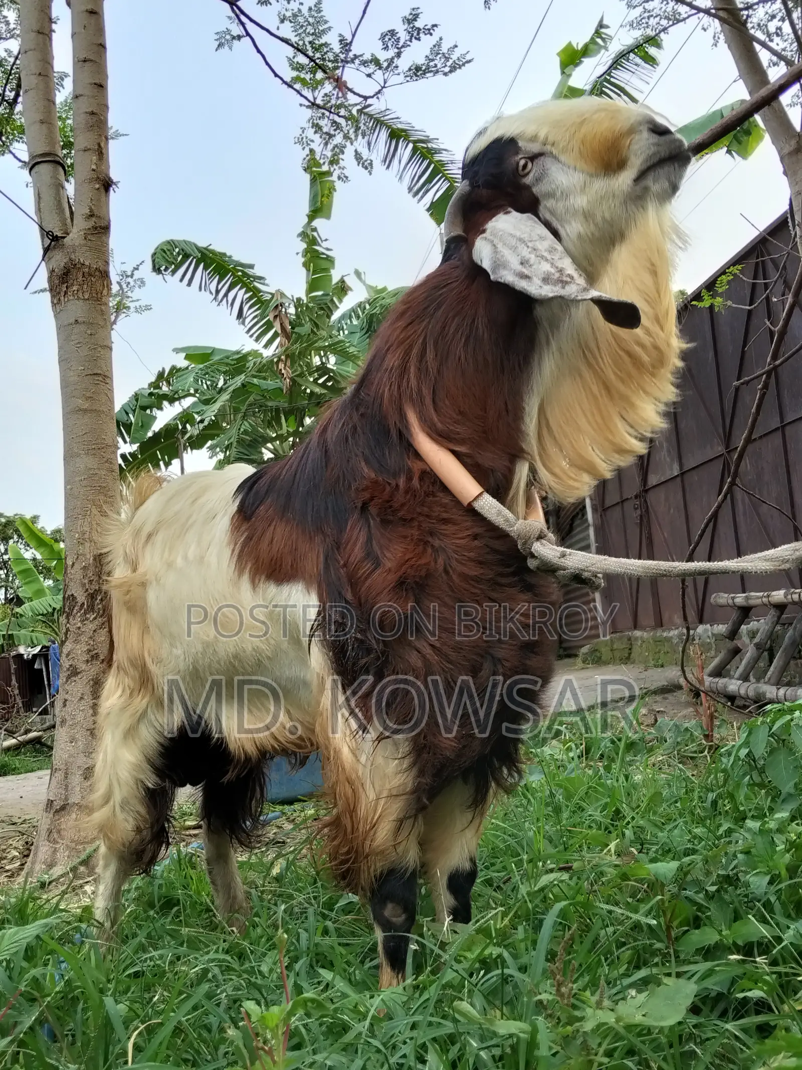 পাঠাঁ ছাগল -তোতাপুরী