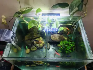 Aquarium and Stand