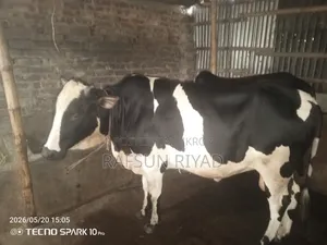 একটি গরু বিক্রি করার বিজ্ঞপ্তি। যারা নিতে আগ্রহী তারাই যোগাযোগ করবেন‌।