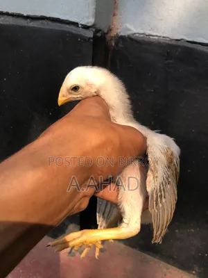 আসিল/সরালি