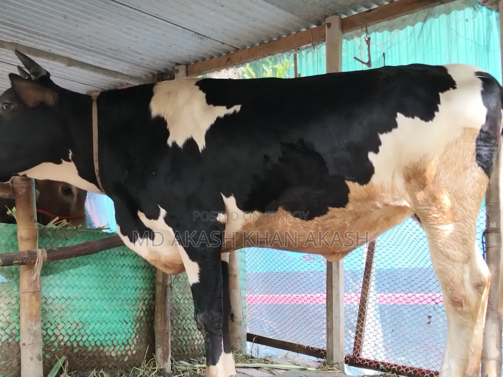 গরুটি হলস্টাইন ফ্রিজিয়ান (Holstein Friesian Cross) জাতের (বখনা)