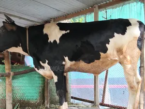 গরুটি হলস্টাইন ফ্রিজিয়ান (Holstein Friesian Cross) জাতের (বখনা)
