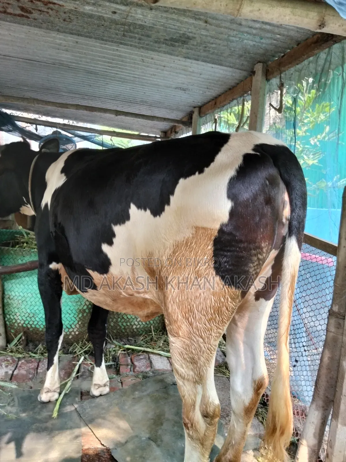 গরুটি হলস্টাইন ফ্রিজিয়ান (Holstein Friesian Cross) জাতের (বখনা)