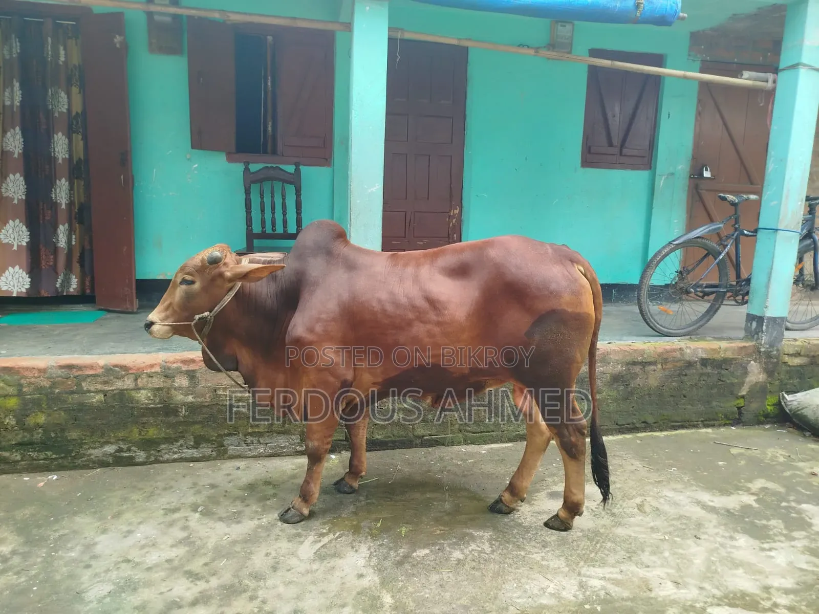 গরু বিক্রয়