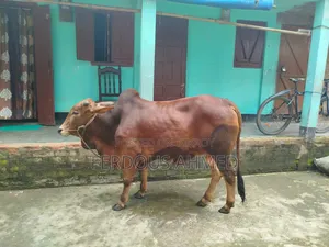 গরু বিক্রয়
