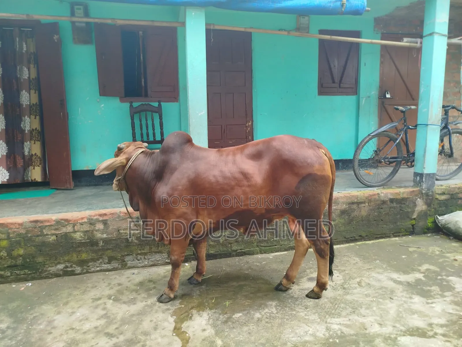 গরু বিক্রয়