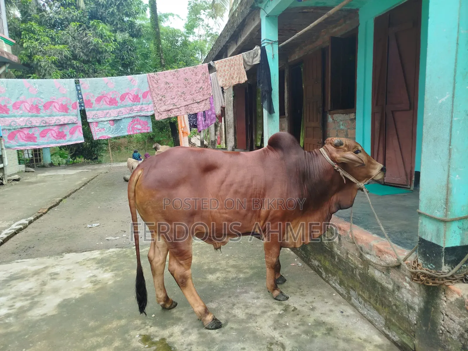 গরু বিক্রয়