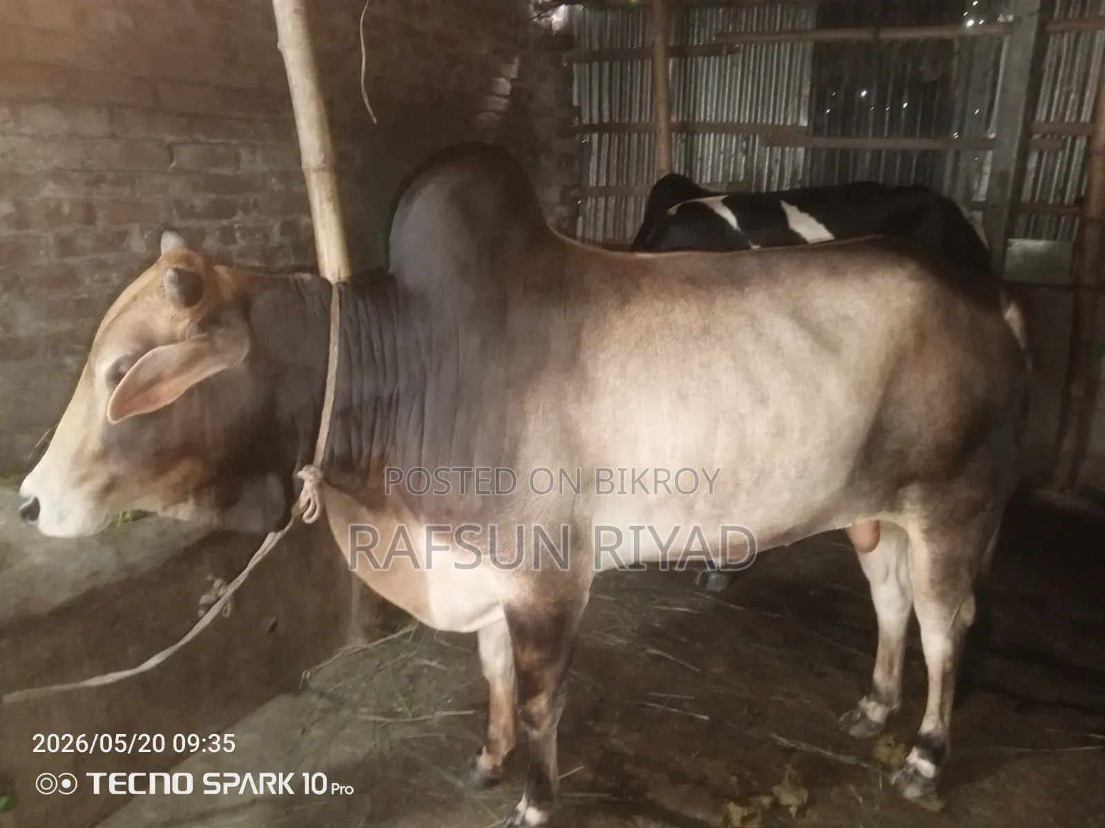 একটি গরু বিক্রির বিজ্ঞপ্তি। যারা নিবেন তারাই যোগাযোগ করবেন।