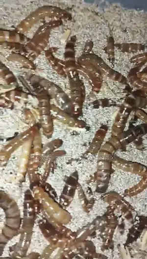 বিটল পোকার লার্ভা