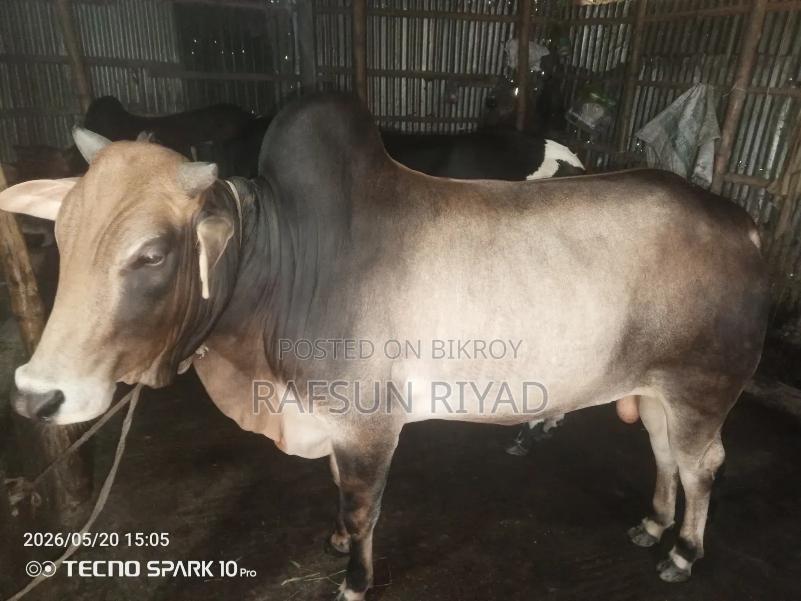 একটি গরু বিক্রির বিজ্ঞপ্তি। যারা নিবেন তারাই যোগাযোগ করবেন।