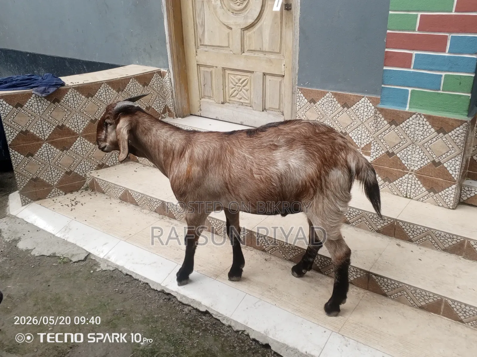 একটি খাসি বিক্রির বিজ্ঞপ্তি। যারা নিবেন তারাই যোগাযোগ করবেন।