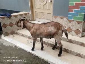 একটি খাসি বিক্রির বিজ্ঞপ্তি। যারা নিবেন তারাই যোগাযোগ করবেন।