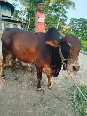 কোরবানির জন্য গরু