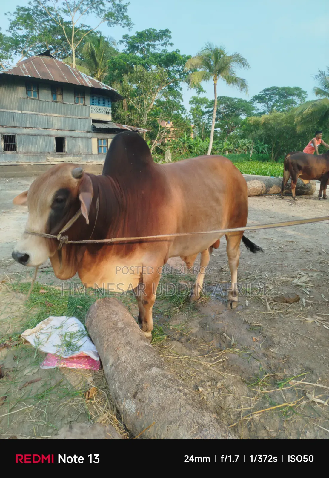 কোরবানির জন্য গরু