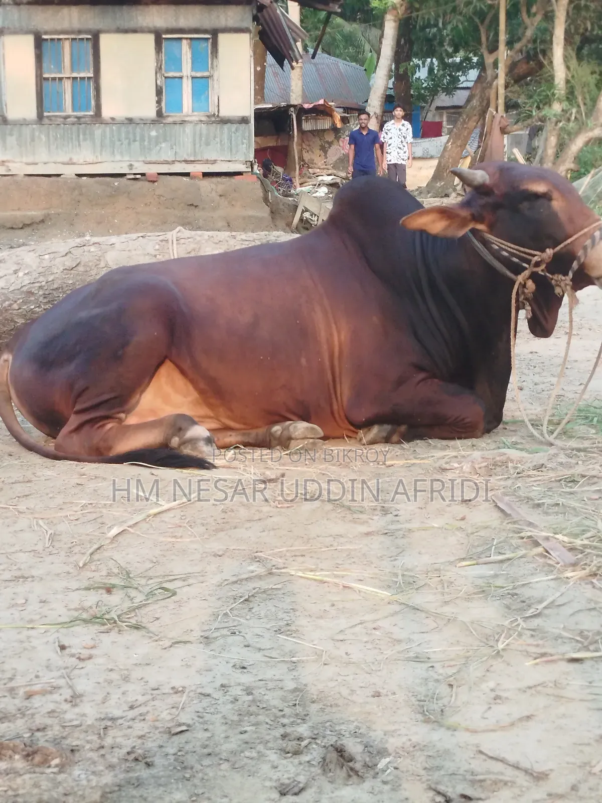 কোরবানির জন্য গরু