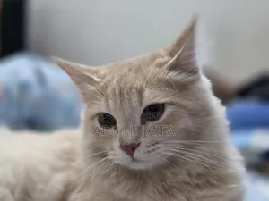 3-6 Months Male Mixed Breed Persian