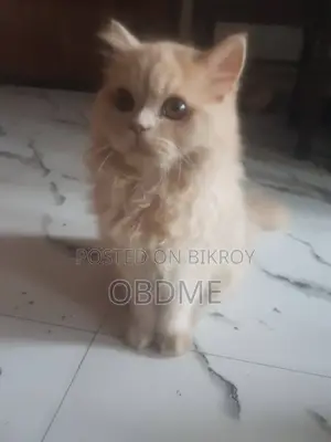 6-12 Months Male Purebred Persian
