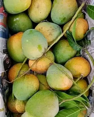 Authentic Himsagar Mangoes from Satkhira