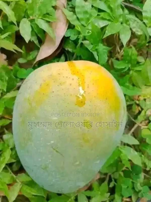 সাতক্ষীরার আসল হিমসাগর আম