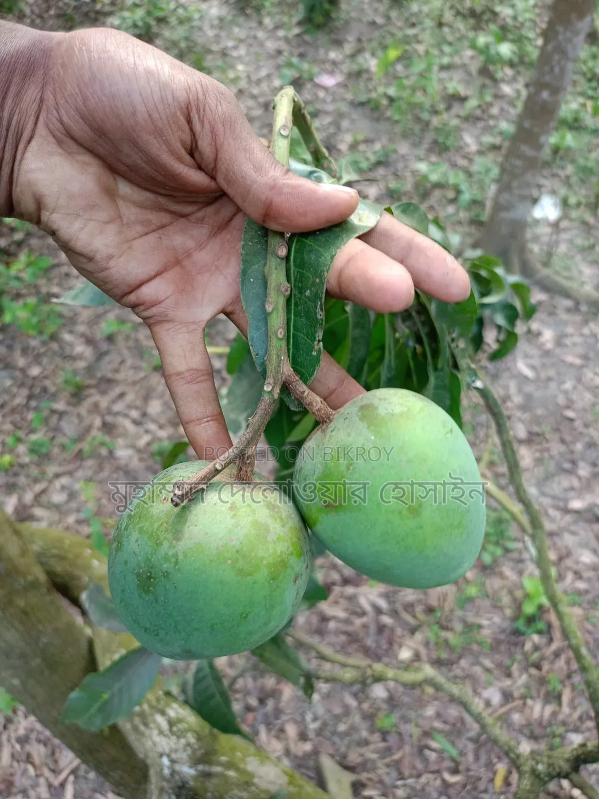 সাতক্ষীরার আসল হিমসাগর আম