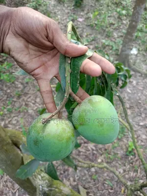 সাতক্ষীরার আসল হিমসাগর আম