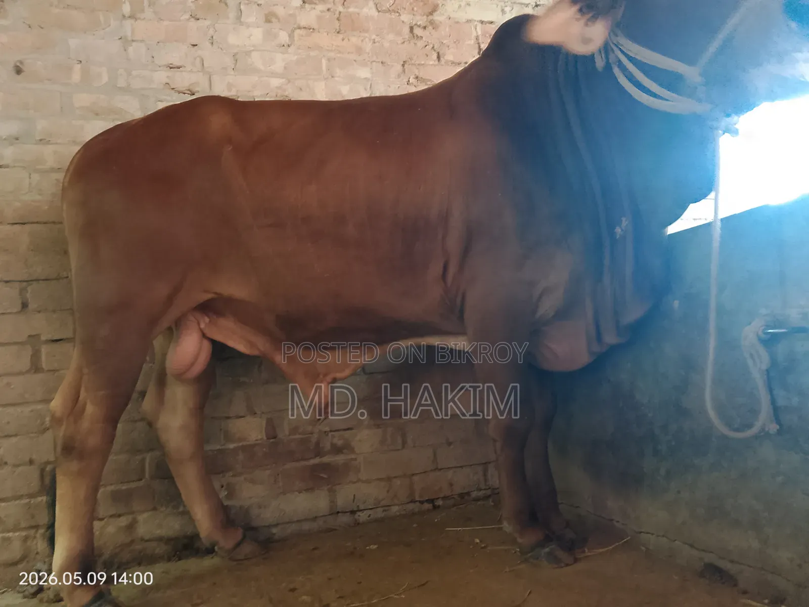 এই ঈদে কুরবানী দেওয়ার মতো একটি ষার গরু বিক্রি হবে