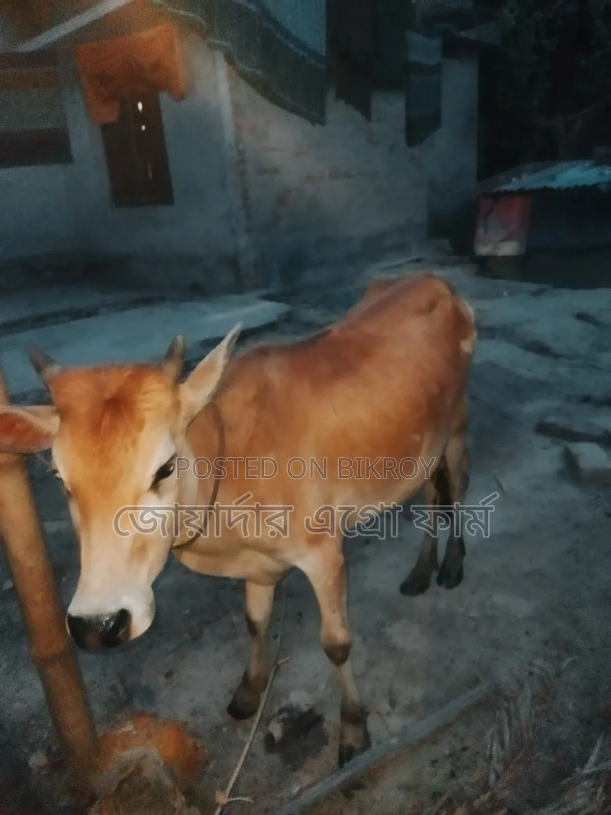 অল্প দামে সুস্থ-সবল ছোট কোরবানির গরু