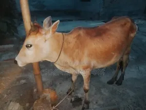 অল্প দামে সুস্থ-সবল ছোট কোরবানির গরু
