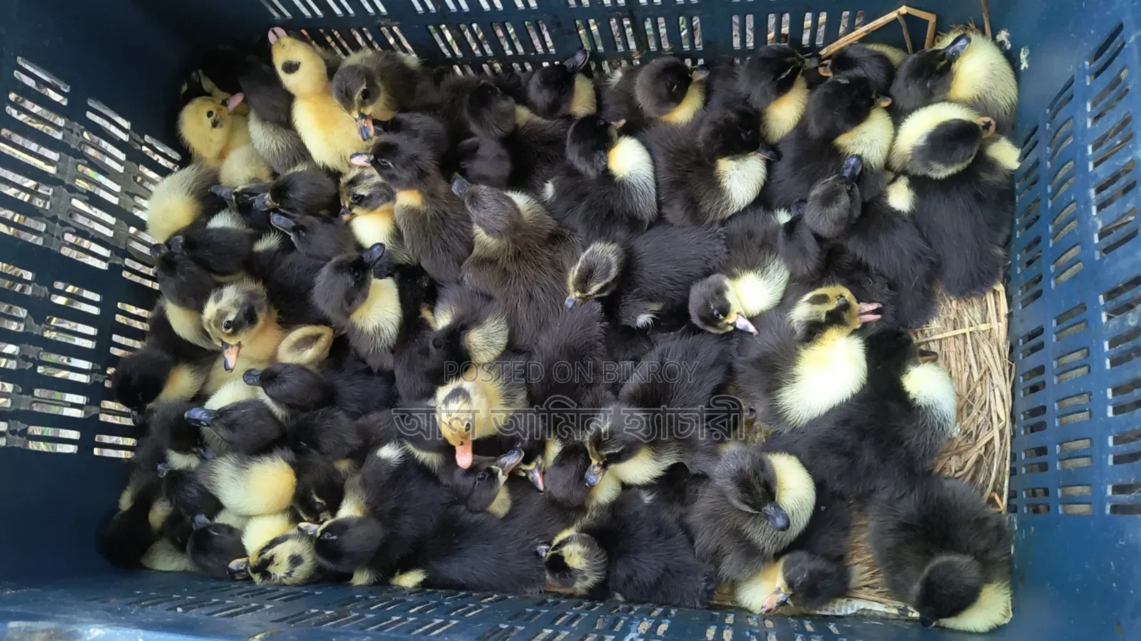 Booking Open for Black Hole and Indian Runner Ducklings!