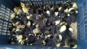 Booking Open for Black Hole and Indian Runner Ducklings!