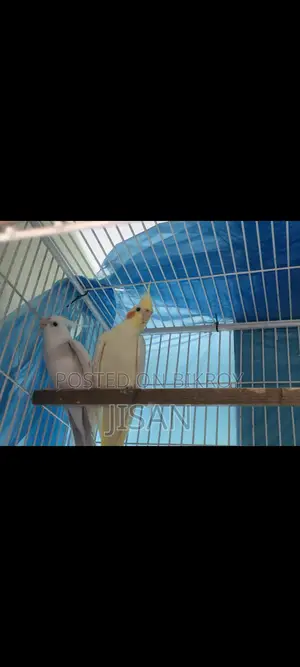 ককাটেল পেয়ার