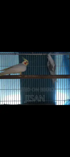 ককাটেল পেয়ার