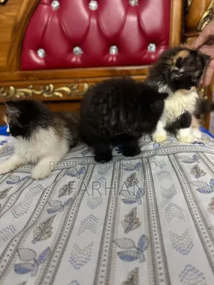 1-3 Months Female Purebred Persian